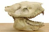 Fossil Oreodont (Merycoidodon) Skull Display - South Dakota #284367-1